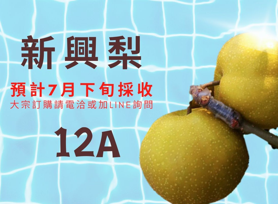 新興梨