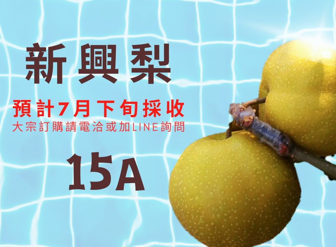 新興梨