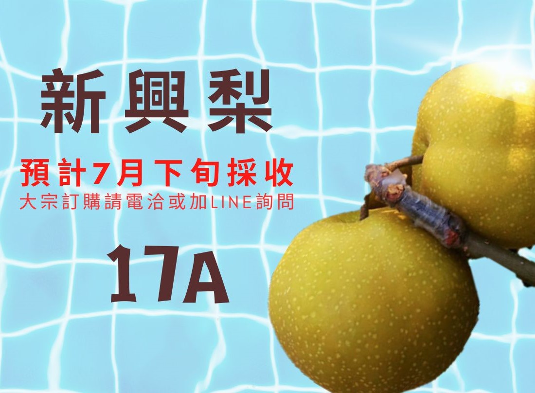 新興梨