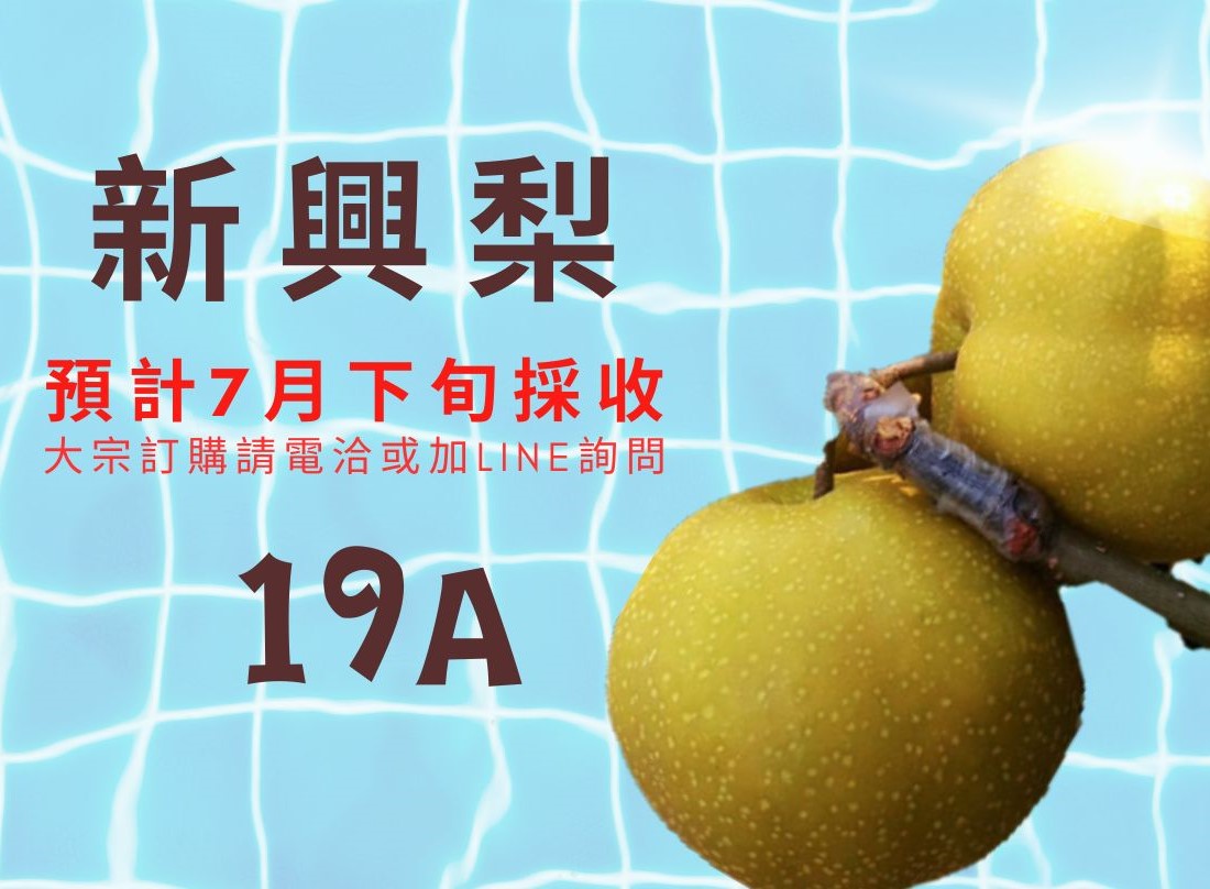 新興梨
