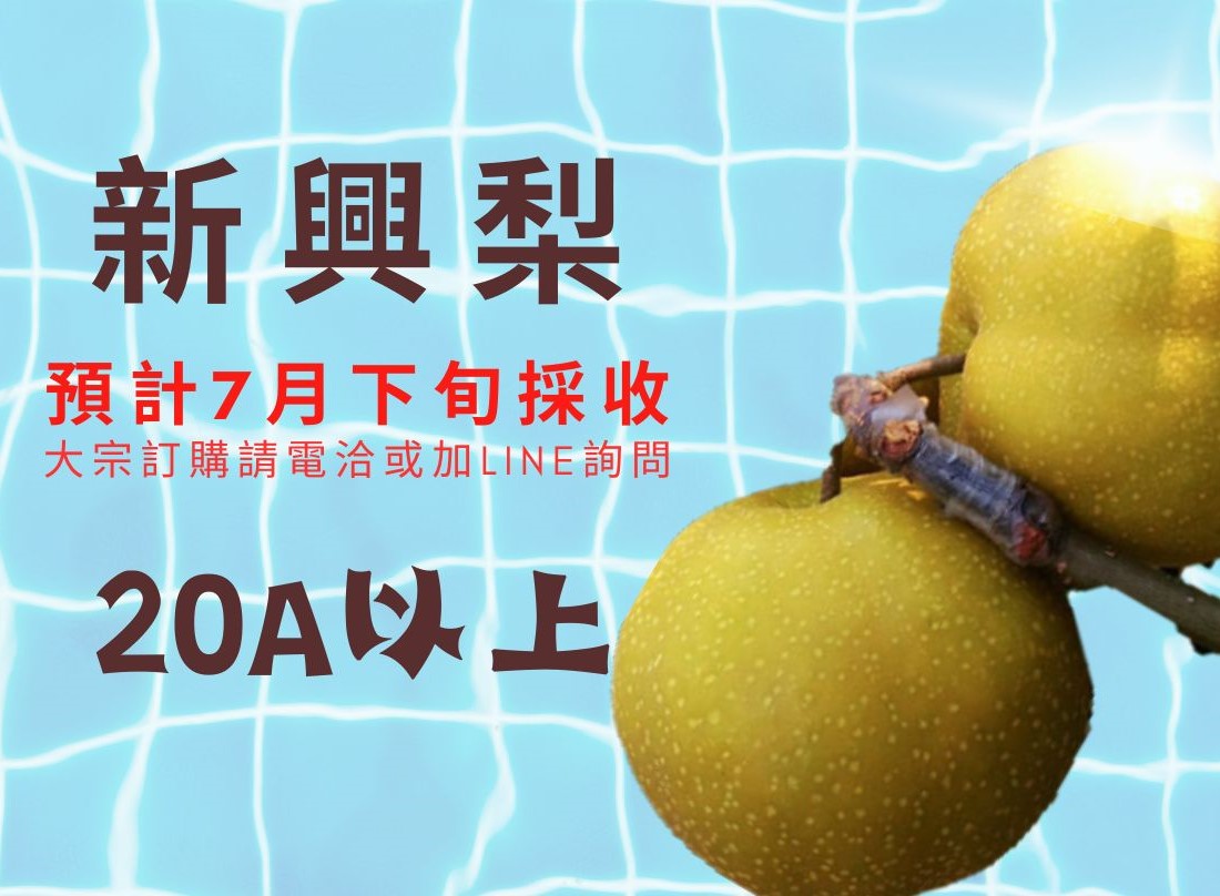 新興梨