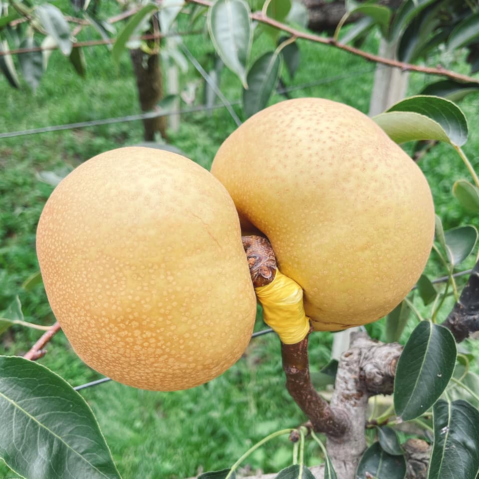 甘露梨